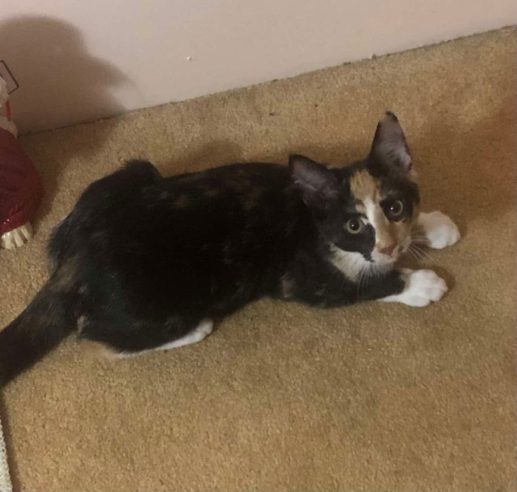 adoptable Cat in Rutherfordton, NC named Mila