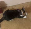 adoptable Cat in Rutherfordton, NC named Mila