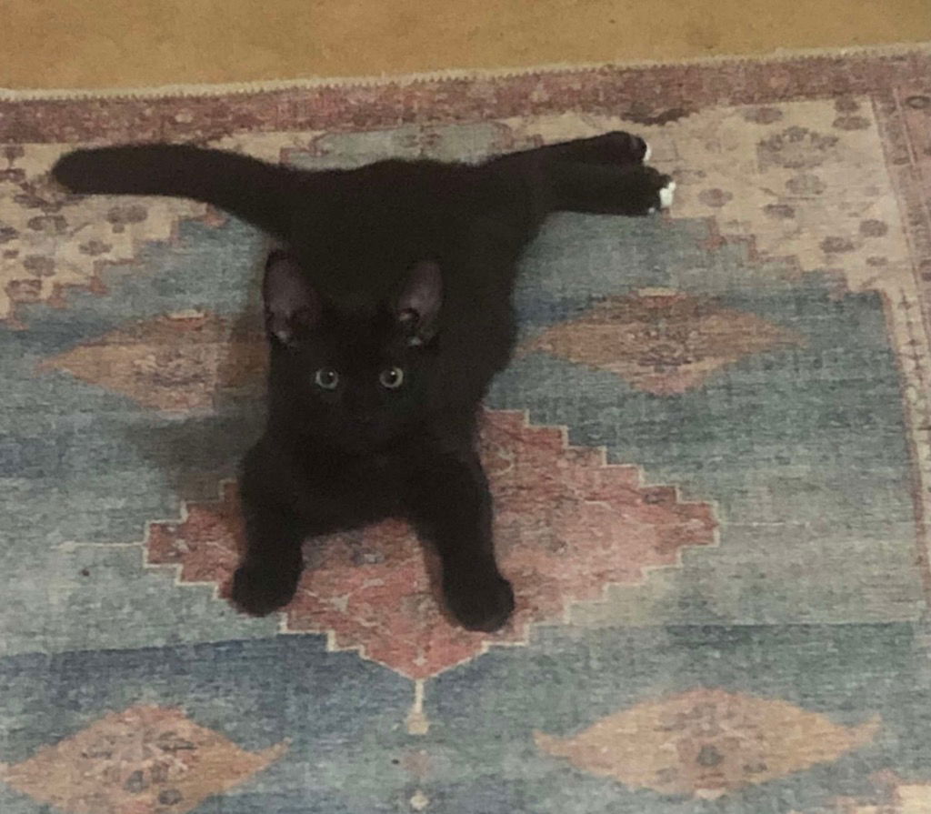 adoptable Cat in Rutherfordton, NC named Nello