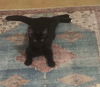 adoptable Cat in Rutherfordton, NC named Nello