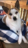 adoptable Dog in  named Popcorn (Courtesy Post)