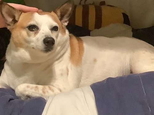 POPCORN (COURTESY POST) - Jack Russell Terrier / Chihuahua available for adoption