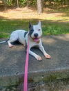 adoptable Dog in  named Pinky (Courtesy Post)