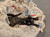 adoptable Cat in rutherfordton, NC named Madea (Courtesy Post)