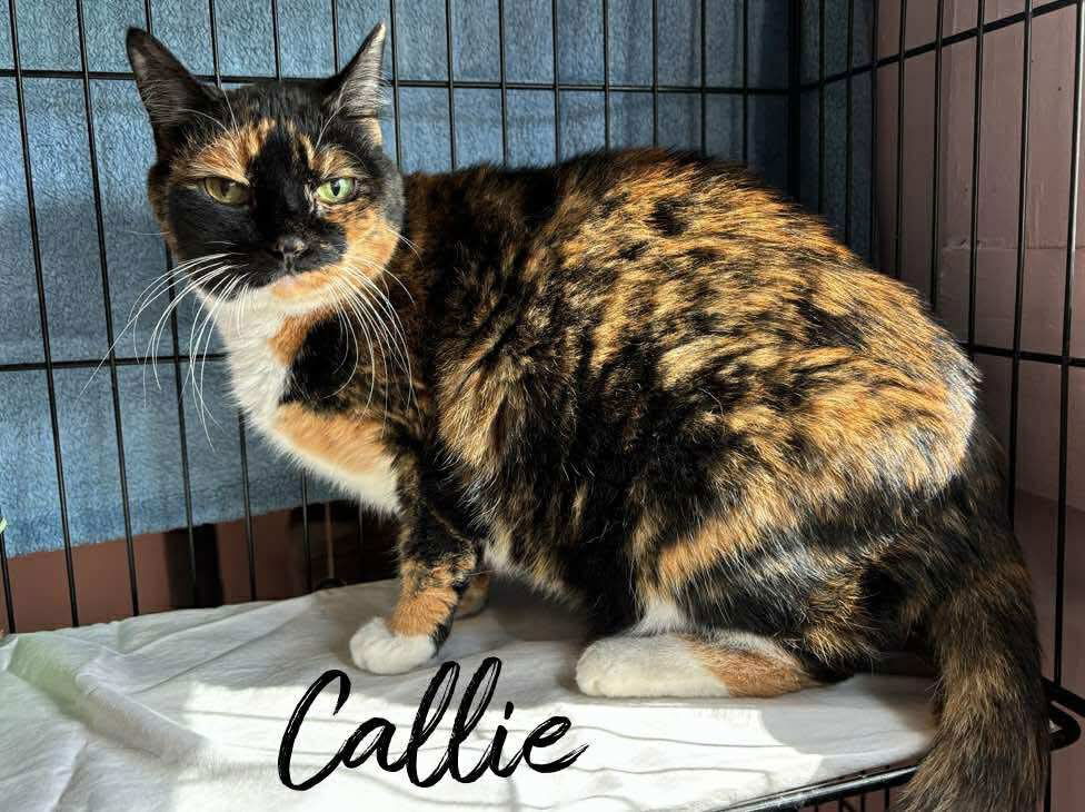 adoptable Cat in Rutherfordton, NC named Callie