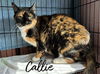 adoptable Cat in Rutherfordton, NC named Callie