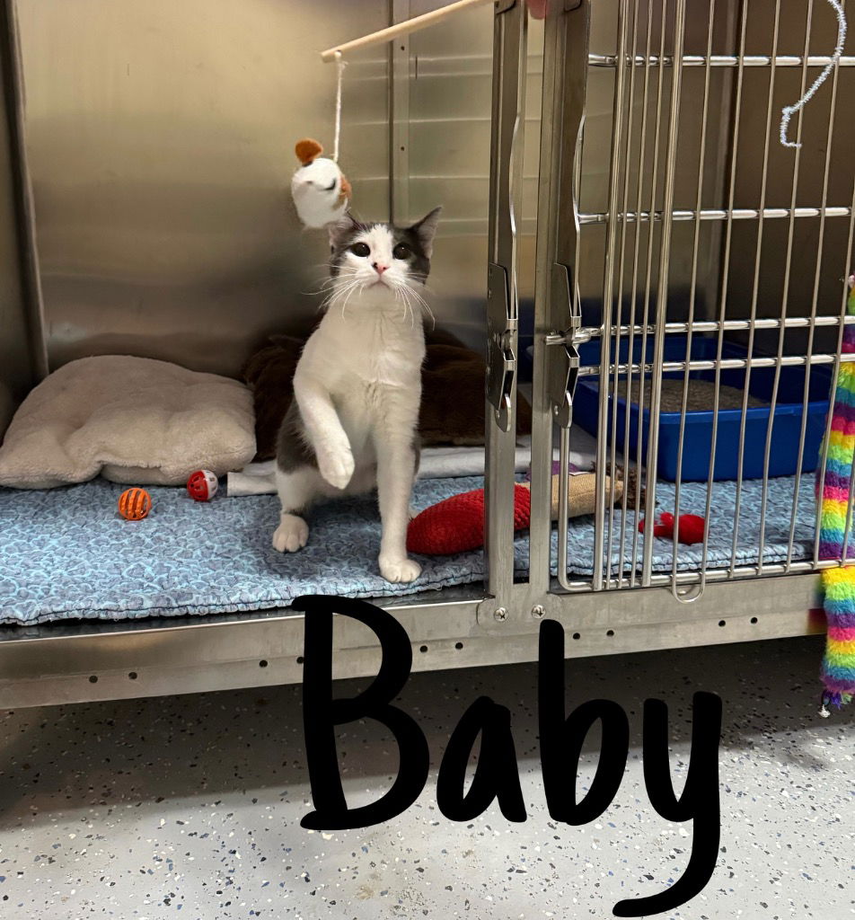 adoptable Cat in Rutherfordton, NC named Baby