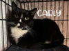 adoptable Cat in Rutherfordton, NC named Carly