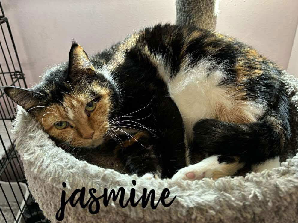 adoptable Cat in Rutherfordton, NC named Jasmine