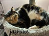 adoptable Cat in rutherfordton, NC named Jasmine