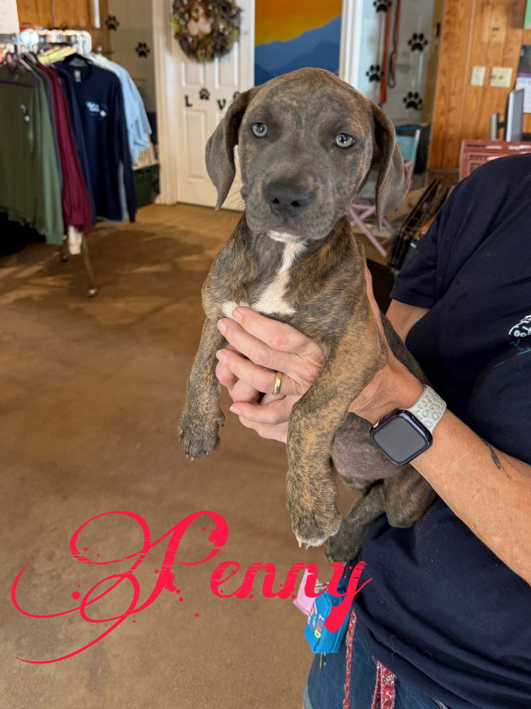adoptable Dog in Rutherfordton, NC named Penny