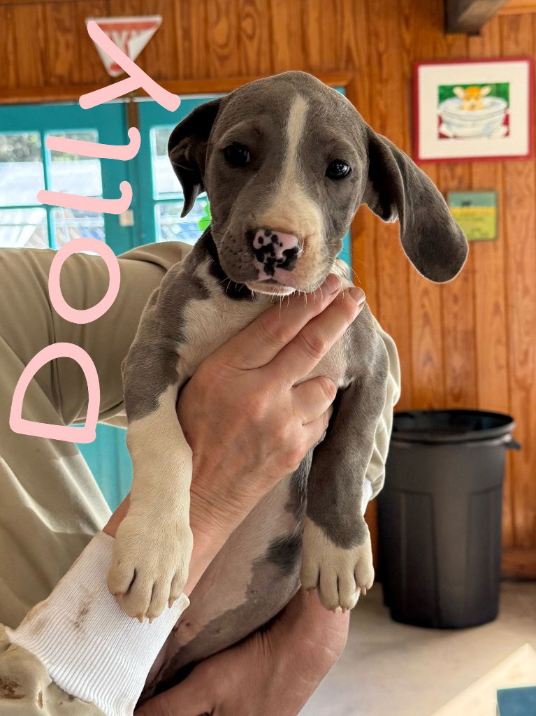 adoptable Dog in Rutherfordton, NC named Dolly