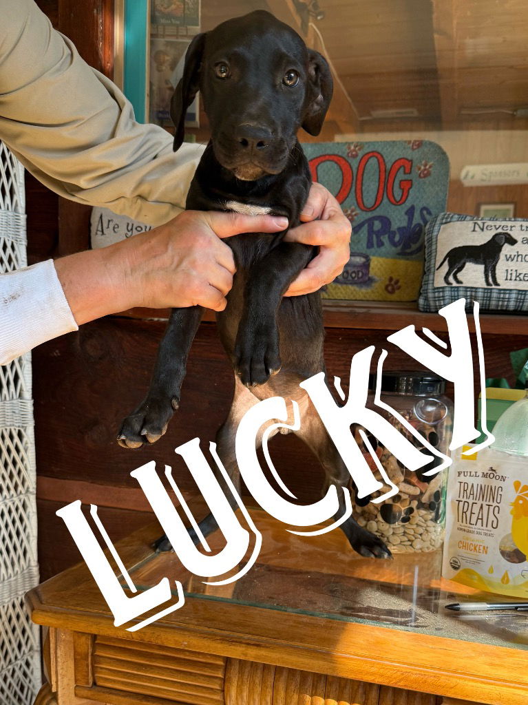 adoptable Dog in Rutherfordton, NC named Lucky