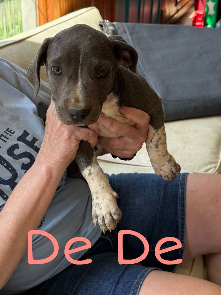 adoptable Dog in Rutherfordton, NC named DeDe
