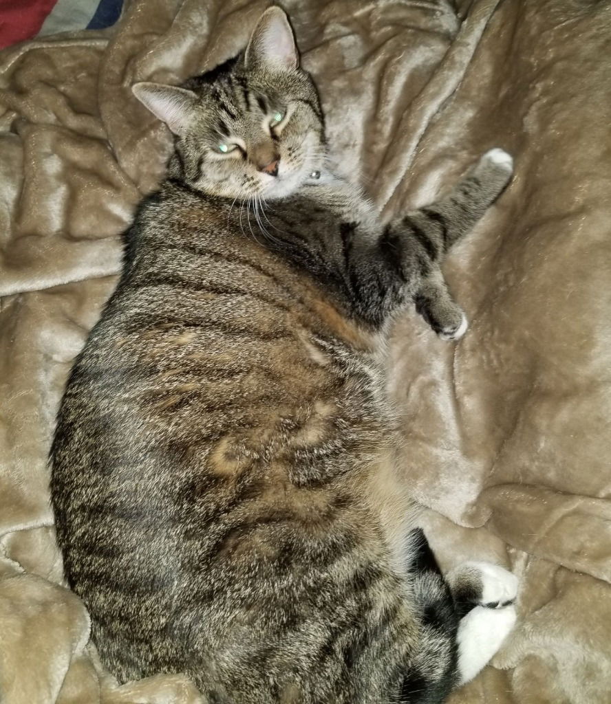 adoptable Cat in Rutherfordton, NC named Athena (Courtesy Post)