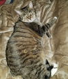 adoptable Cat in rutherfordton, NC named Athena (Courtesy Post)