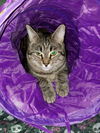 adoptable Cat in rutherfordton, NC named Finn (Courtesy Post)