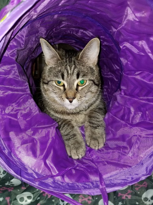 picture of the cat needing adoption