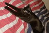 adoptable Cat in rutherfordton, NC named Smokey (Courtesy Post)