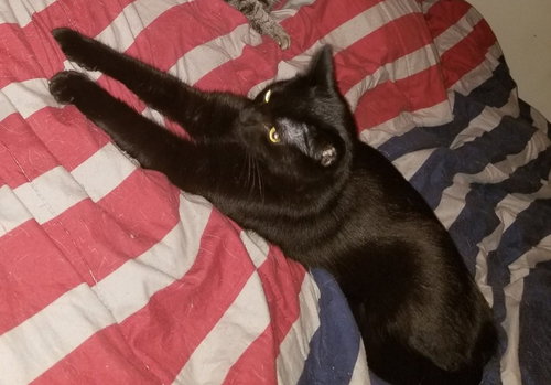 picture of the cat needing adoption
