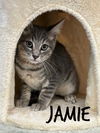 adoptable Cat in rutherfordton, NC named Jamie