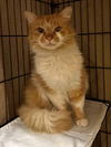 adoptable Cat in  named Saffron