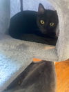 adoptable Cat in rutherfordton, NC named Duke (Courtesy Post)