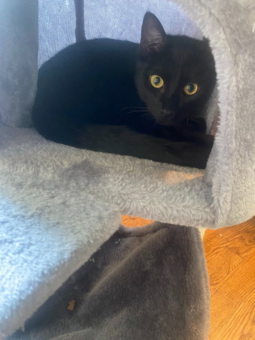 picture of the cat needing adoption