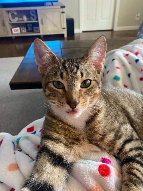 picture of the cat needing adoption