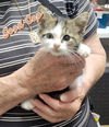 adoptable Cat in  named Good Cop