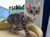 adoptable Cat in rutherfordton, NC named Orchid