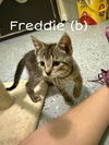 adoptable Cat in rutherfordton, NC named Freddie