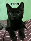 adoptable Cat in rutherfordton, NC named Tebo