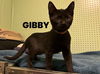 adoptable Cat in rutherfordton, NC named Gibby