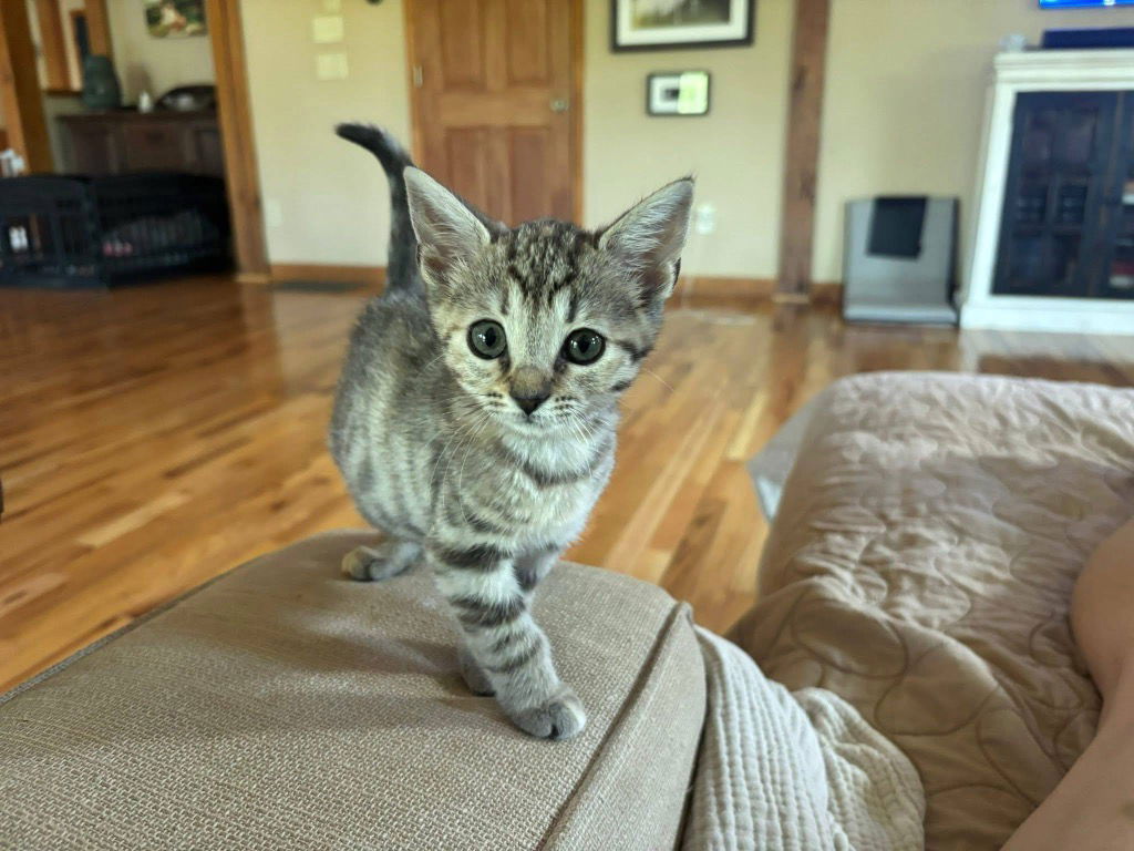 adoptable Cat in Rutherfordton, NC named Smoak