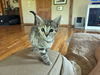adoptable Cat in rutherfordton, NC named Smoak