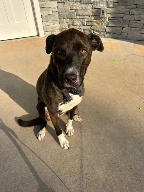 UNNAMED PUP (COURTESY POST) - Pit Bull Terrier available for adoption