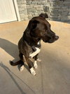 Unnamed Pup (Courtesy Post) - Photo 2