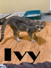 adoptable Cat in rutherfordton, NC named Ivy