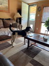 adoptable Dog in rutherfordton, NC named Groot (Courtesy Post)
