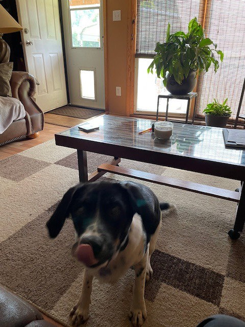 GROOT (COURTESY POST) - Pointer available for adoption