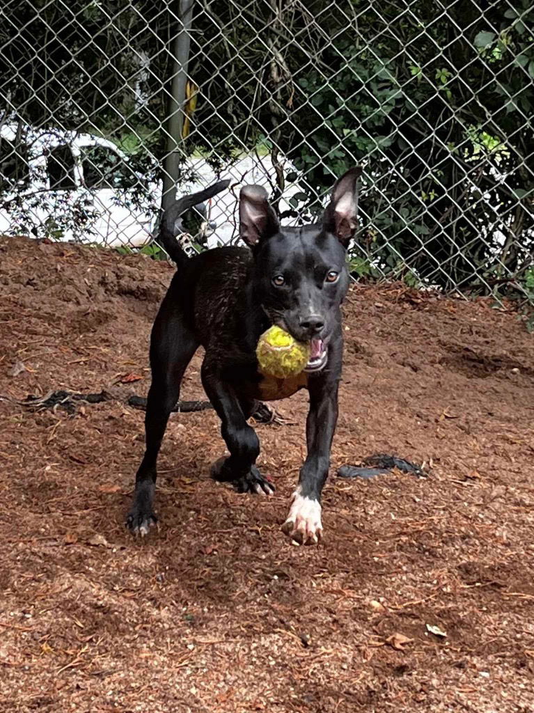 adoptable Dog in Rutherfordton, NC named Happy