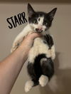 adoptable Cat in rutherfordton, NC named Starr (Courtesy Post)