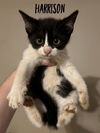 adoptable Cat in rutherfordton, NC named Harrison (Courtesy Post)