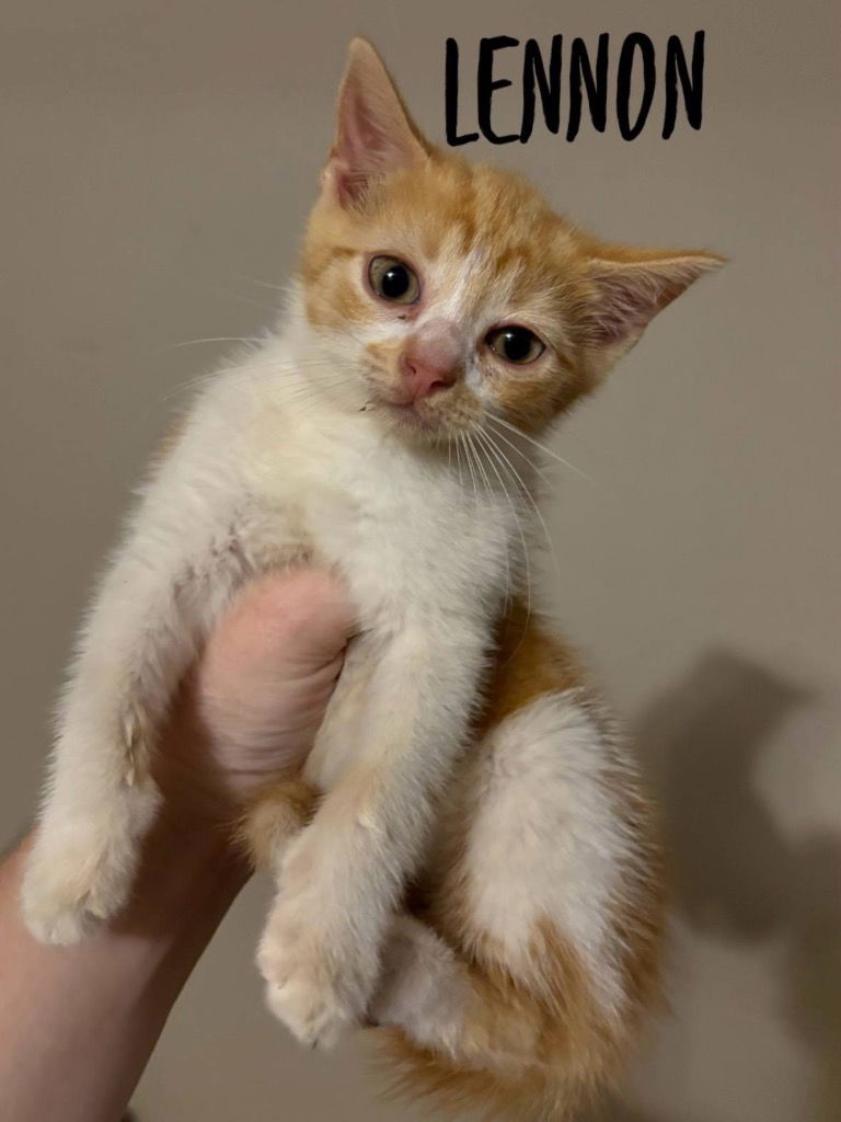 adoptable Cat in Rutherfordton, NC named Lennon (Courtesy Post)