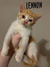 adoptable Cat in rutherfordton, NC named Lennon (Courtesy Post)