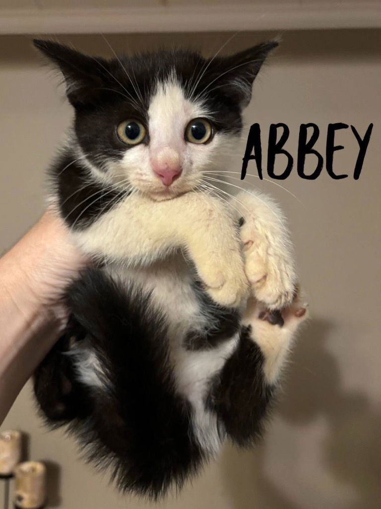 adoptable Cat in Rutherfordton, NC named Abbey (Courtesy Post)