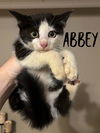 adoptable Cat in rutherfordton, NC named Abbey (Courtesy Post)
