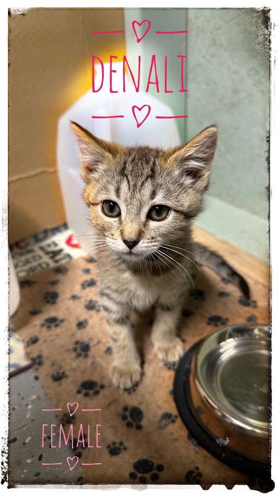 adoptable Cat in Rutherfordton, NC named Denali (Courtesy Post)