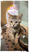 adoptable Cat in rutherfordton, NC named Denali (Courtesy Post)